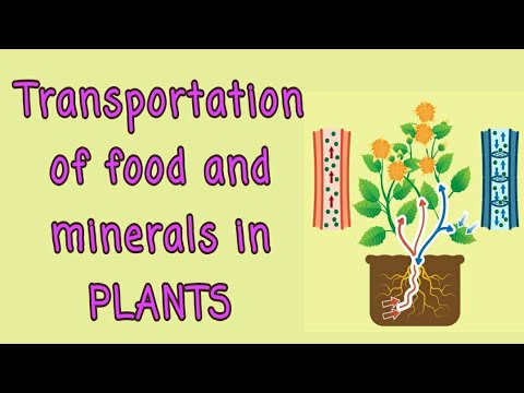 1. Transport of food and minerals in plants